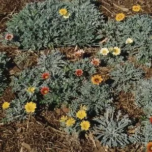 thumbnail for publication: Gazania spp. Gazania